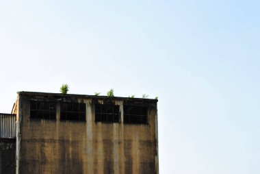 Eski terk edilmiş inşaattan büyüyen bebek ağaçları.