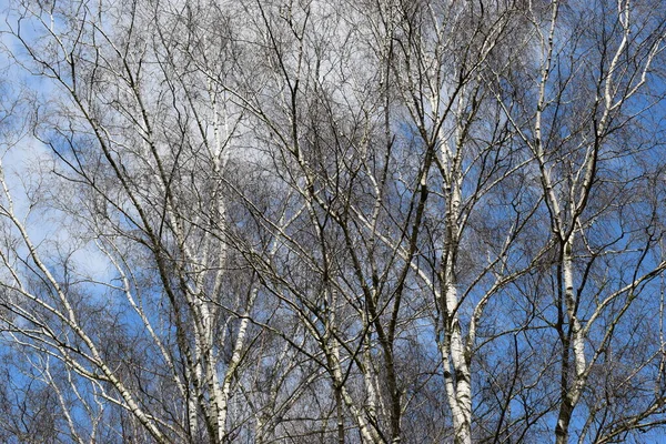 Birkenzweige Klaren Azurblauen Himmel Schöner Hintergrund — Stockfoto