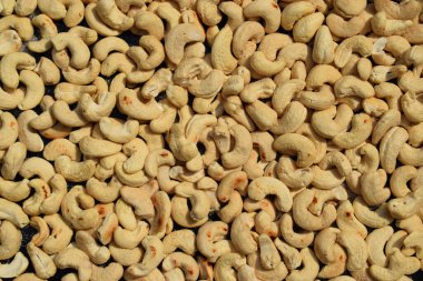 Taze kavrulmuş kaju fıstığı ve tuz arkaplan deseni.