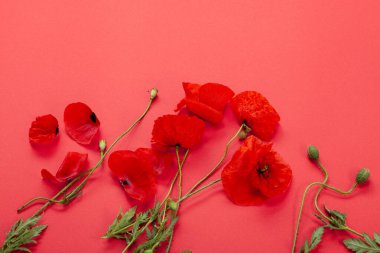 Arka arkaya vahşi kırmızı gelincikler. Beyaz arka planda izole edilmiş. Çiçek kırmızısı gelincikler ve tomurcuklar (Papaver rhoeas, yaygın isimler: mısır haşhaşı, mısır gülü, tarla gelinciği, kırmızı ot)