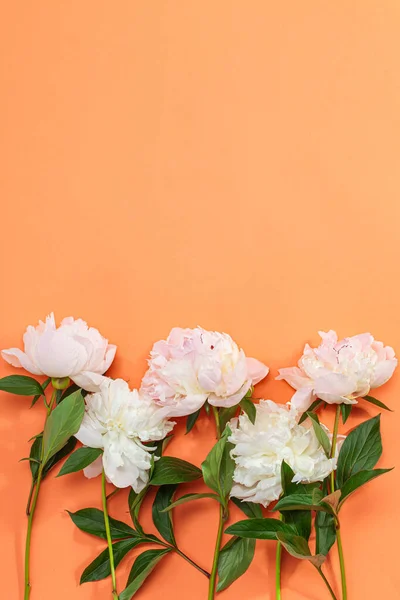 Border Frame Made Pink White Peonies Flower Color Background — Stock Photo, Image