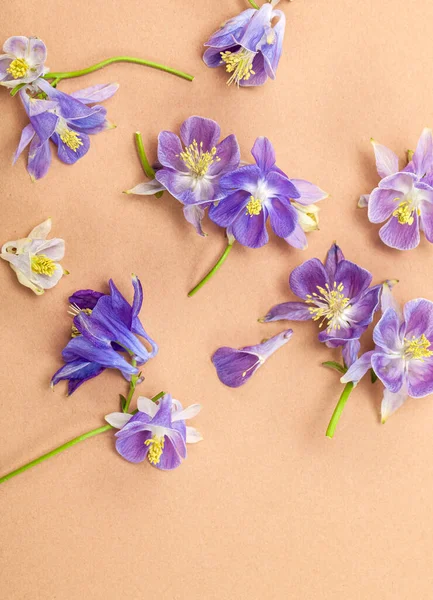ベージュ地に紫色のAquilegiaの花を咲かせます 平置き 花カード — ストック写真