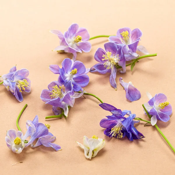 Blommor Violett Aquilegia Beige Bakgrund Platt Äggläggning Blommigt Kort — Stockfoto