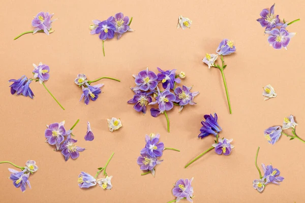 Fleurs Aquilegia Violet Sur Fond Beige Pose Plate Carte Florale — Photo