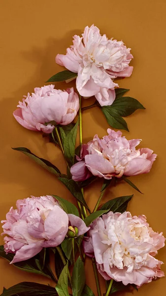 背景色にピンクと白の牡丹の花で作られたボーダーフレーム — ストック写真