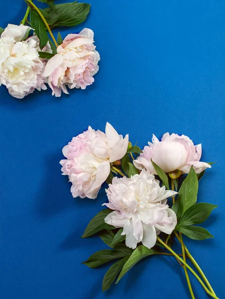青い紙の背景に白い牡丹の花で作られたボーダーフレーム — ストック写真
