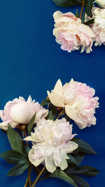 青い紙の背景に白い牡丹の花 — ストック写真