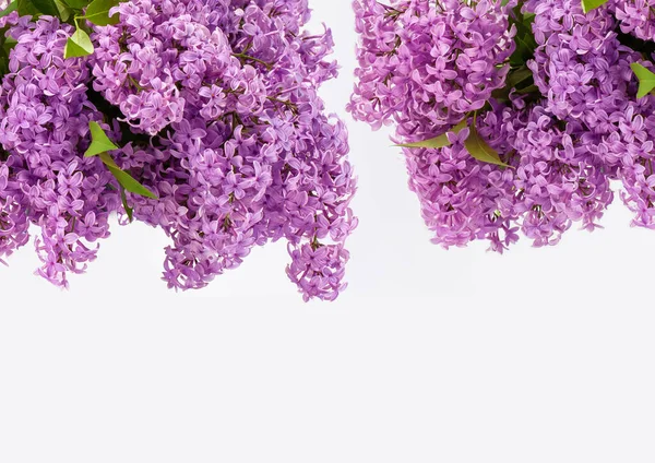 Beautiful Violet Lilac Flowers White Background Border Design Closeup Copy — Stock Photo, Image