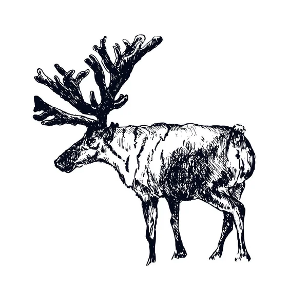 Sobi, jeleni rytí styl, vinobraní vektorové ilustrace, ručně kreslené, kresba divokých zvířat. Samci sobů s parohy. — Stockový vektor