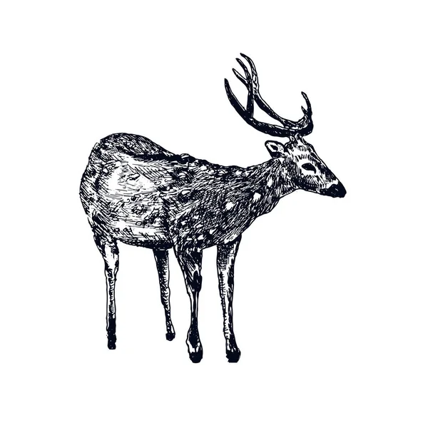 Esquisse de cerf style gravure, illustration vectorielle vintage, dessin animal sauvage de forêt dessiné à la main. Cerf mâle avec bois. — Image vectorielle