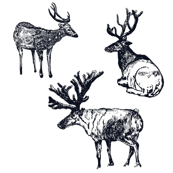 Reindeer, deer engraving style, set of vintage vector illustrations, hand drawn, sketch wild animal drawing. Male reindeer with antlers. — Stock Vector