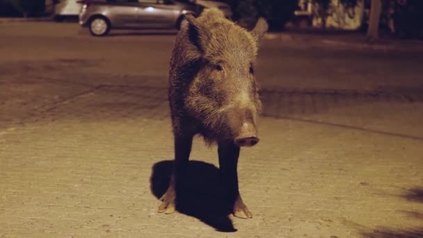 大野猪 — 图库视频影像