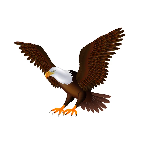 Flying eagle isolated on white vector — Stock Vector