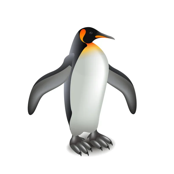 Pinguim isolado em vetor branco —  Vetores de Stock
