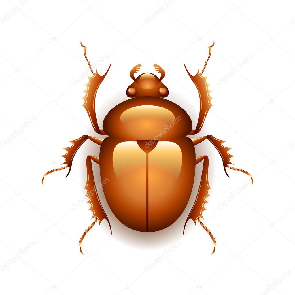 Egyptian scarab beetle isolated on white vector