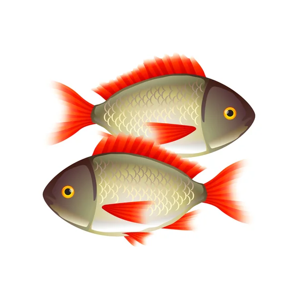 Due pesci isolati su vettore bianco — Vettoriale Stock