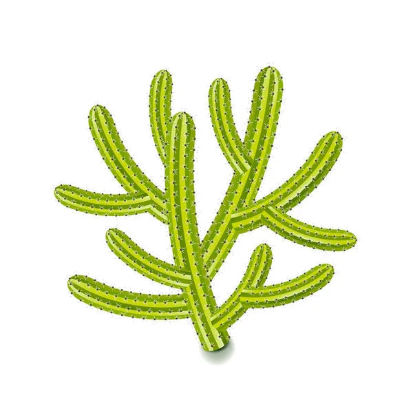 Cactus cereo isolato su vettore bianco — Vettoriale Stock