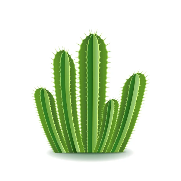 Cactus de purga aislados en vector blanco — Vector de stock