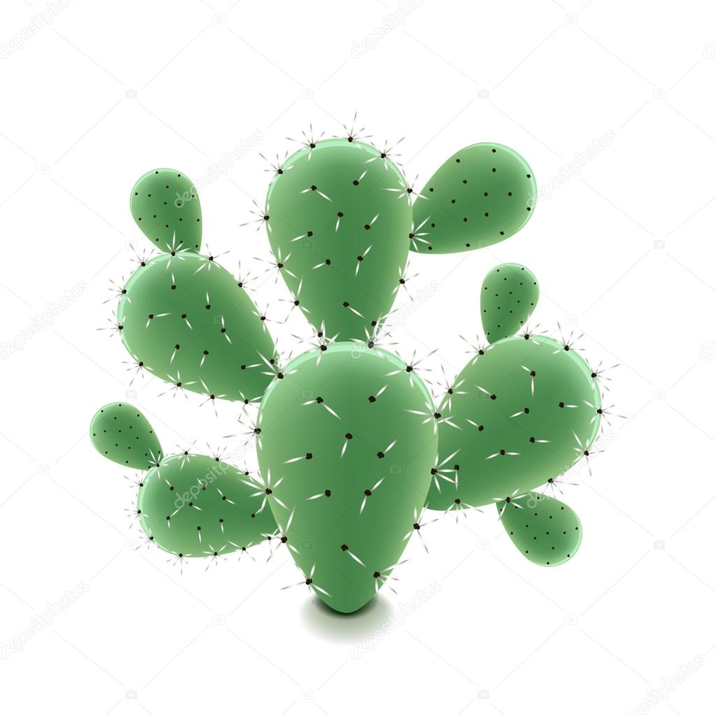 Prickly Pear Cactus Isolated On White Vector Stock Vector Image By C Andegraund548 Prickly Pear Cactus Isolated On White Vector Stock Vector Image By C Andegraund548