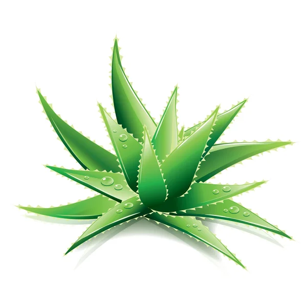 Aloe Vera isolado em vetor branco — Vetor de Stock