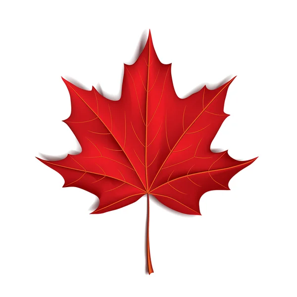 Red maple leaf isolated on white vector — Stock Vector