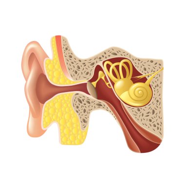 İzole üzerinde beyaz vektör kulak anatomisi