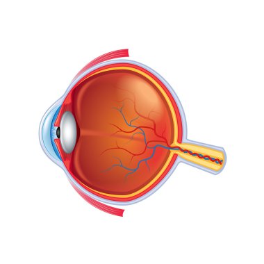İzole üzerinde beyaz vektör göz anatomisi