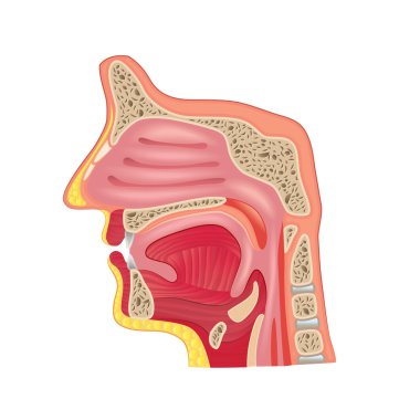 İzole üzerinde beyaz vektör burun anatomisi