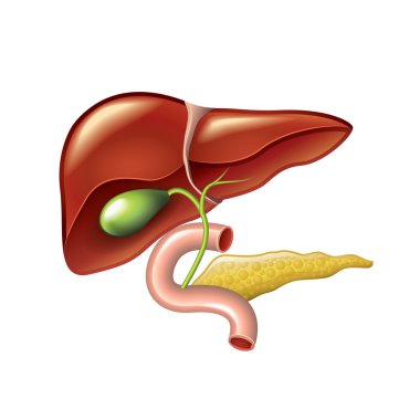 Human liver, gallbladder, pancreas anatomy vector clipart