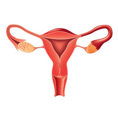 Female reproductive system anatomy vector clipart