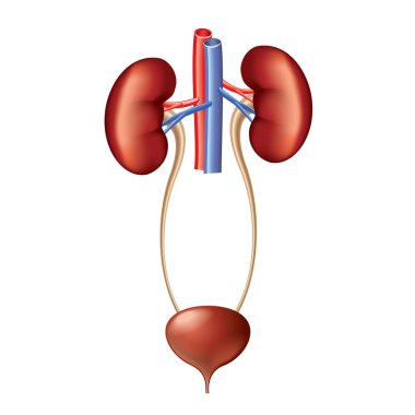 İzole üzerinde beyaz vektör üriner sistem anatomisi