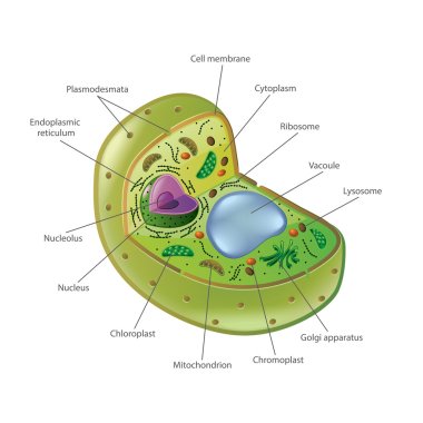 Plant cell isolated on white vector clipart