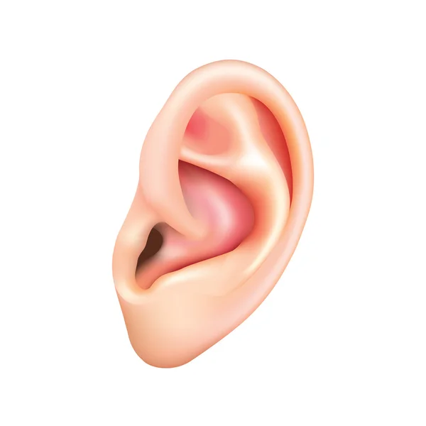 Human ear isolated on white vector — Stock Vector