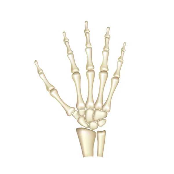 Human hand bones anatomy isolated on white vector — Stock Vector