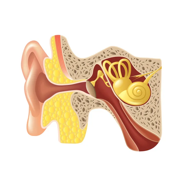 Anatomia dell'orecchio isolata su vettore bianco — Vettoriale Stock