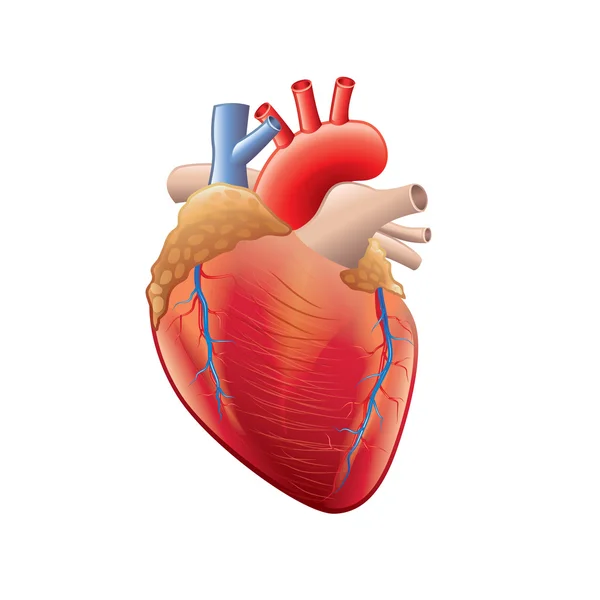 Anatomie cardiaque humaine isolée sur vecteur blanc — Image vectorielle