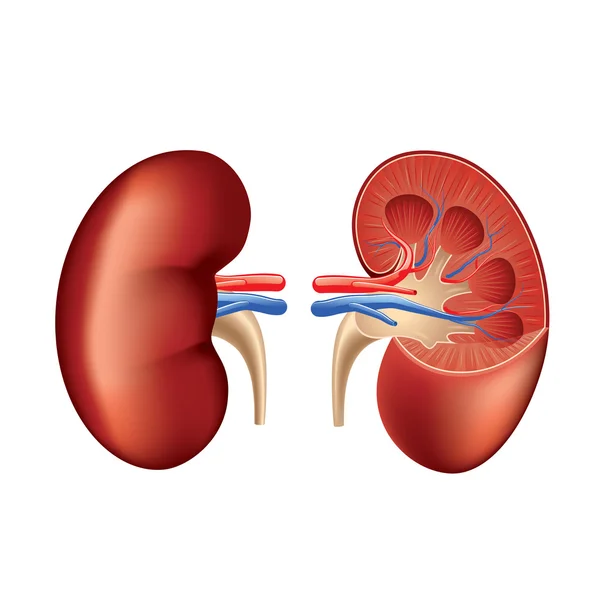 Anatomía renal humana aislada en vector blanco — Vector de stock