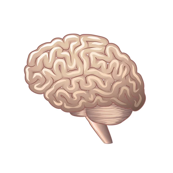 흰색 벡터에 고립 된 두뇌 해부학 — 스톡 벡터