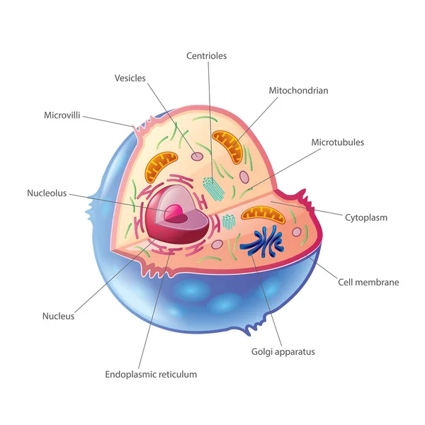 Animal cell isolated on white vector — Stock Vector