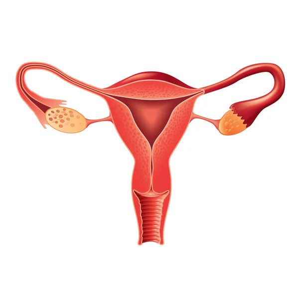 Vector de anatomía del sistema reproductor femenino — Vector de stock