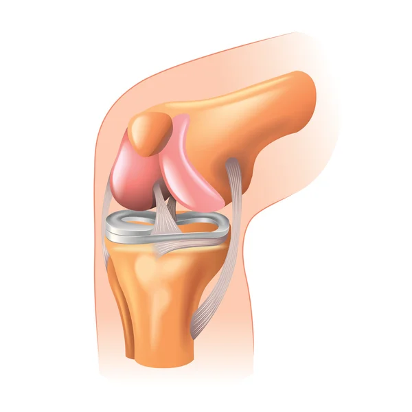 Anatomia articular do joelho isolada em vetor branco — Vetor de Stock