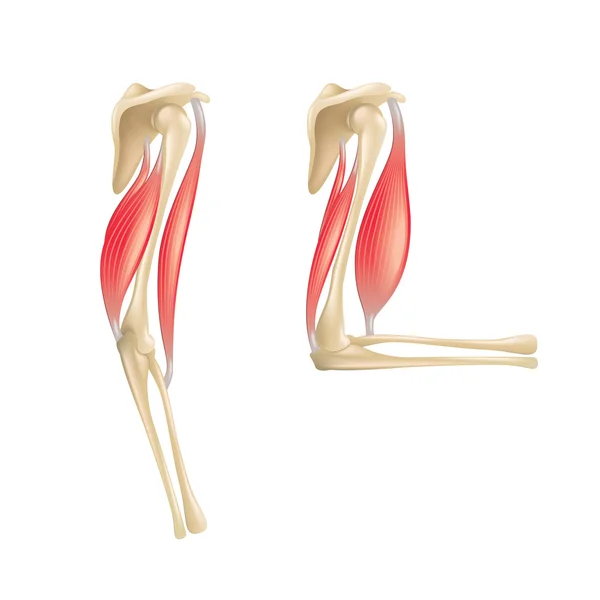 Anatomia da articulação do cotovelo isolada em vetor branco —  Vetores de Stock