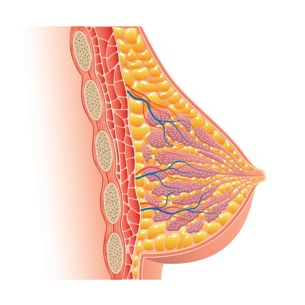 Anatomia mamária isolada em vetor branco — Vetor de Stock