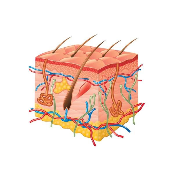 Anatomie de la peau humaine isolée sur vecteur blanc — Image vectorielle