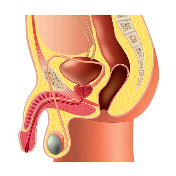 Anatomia do sistema reprodutor masculino vetor isolado Gráficos Vetores