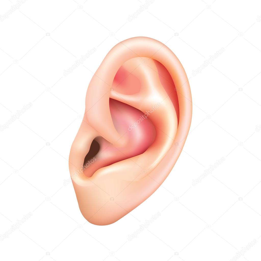 Human ear isolated on white vector