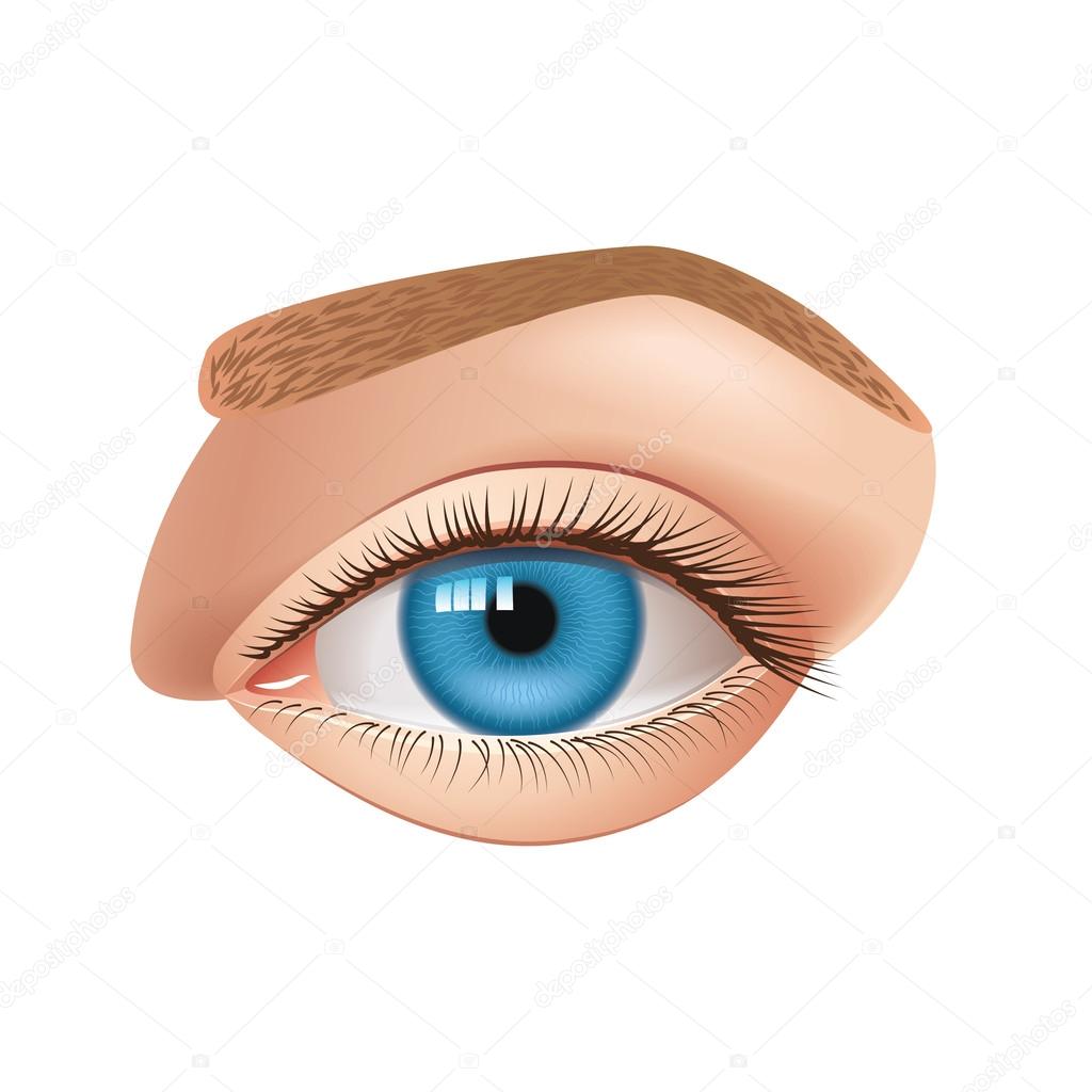 Human eye isolated on white vector