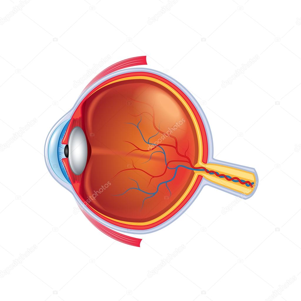 Eye anatomy isolated on white vector