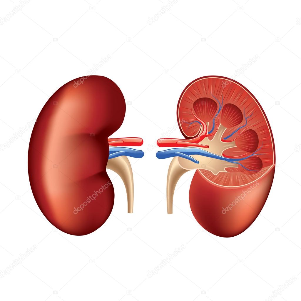 Human kidney anatomy isolated on white vector