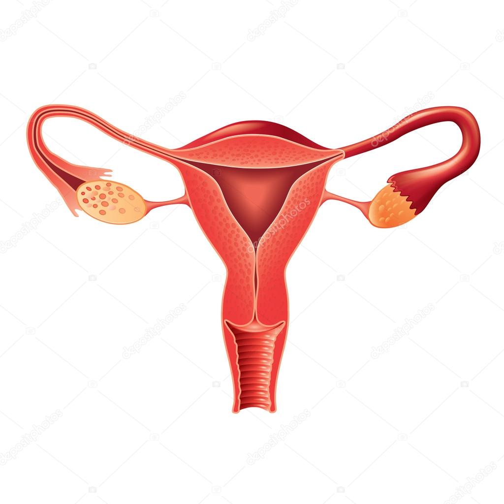 Female reproductive system anatomy vector